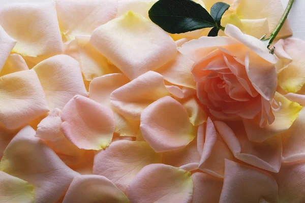 Peach rose on rose petals background.