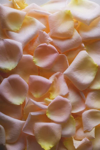Rose petals for peach background.