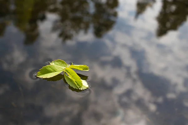 yeşil yapraklar gökyüzü ve ağaçları yansıtan bir gölet içine düştü