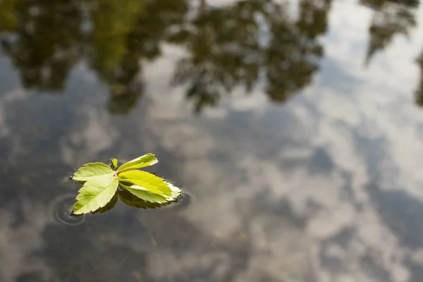 Genç bahar yeşil yaprakları Rowan 'ın gölet suyunda