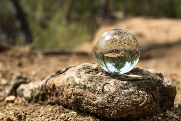 büyük bir ağacın kökünde şeffaf bir cam top yatıyor, ağaçlardan yeşillik bir sürü takip