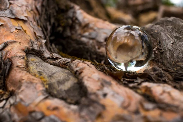 çam kökleri üzerinde yatan cam topu yakın