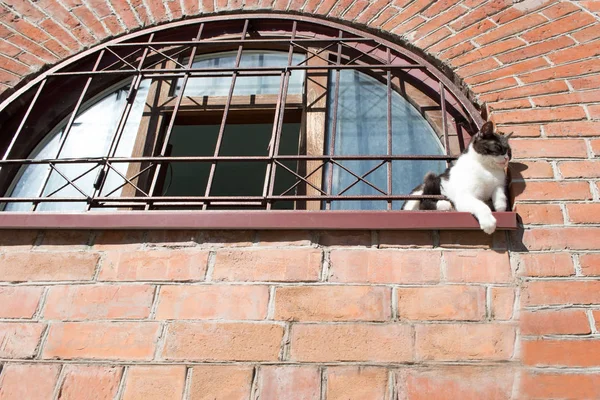 Gato Está Sentado Sol Uma Soleira Janela Uma Torre Tijolo — Fotografia de Stock