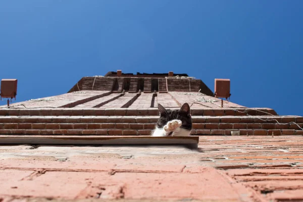 Kedi eski kırmızı tuğla kulebir pencere eşik üzerinde güneşin tadını oturur