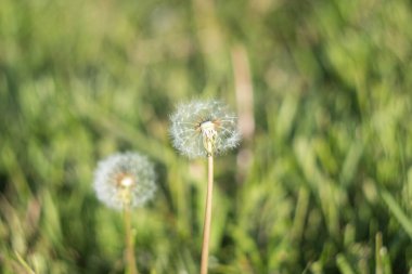 yaz günü, karahindiba tohumları ile ekilen, alışılmadık güzel
