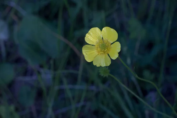 Bright flower growing in the forest, beautiful bright yellow color