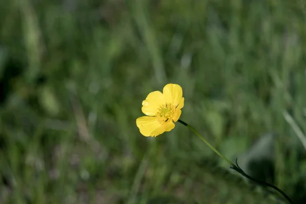 Çiçek ihale alan, yaz parlak renk, sarı, güneşe bakar