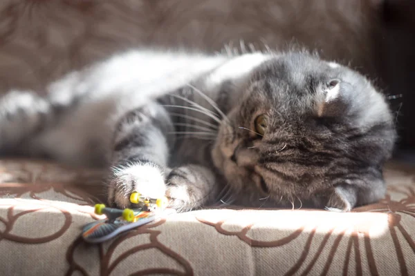 gri tabby kedi güneşte güneşlenme ve bir oyuncak mini kaykay ile oynarken