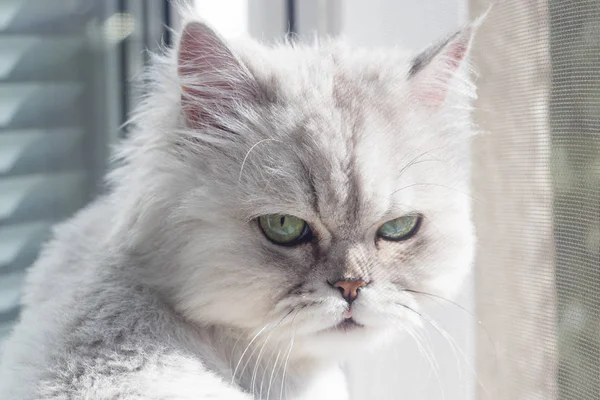 Güzel turkuaz gözlü beyaz kedi güneşte güneşleniyor.