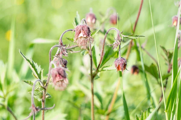 Çiçekler ormanda yetişir, çayırda, güneşli parlak bir günde, öğleden sonra güzel