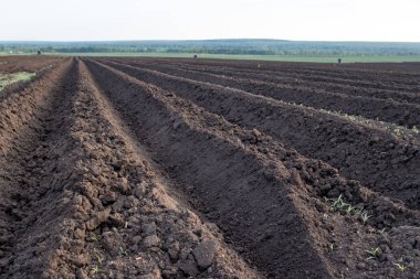 Arazi alanında, sürülmüş, dikim için hazır yatak