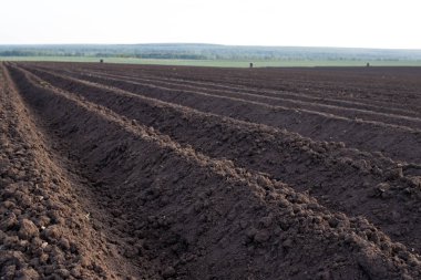 Arazi alanında, sürülmüş, dikim için hazır yatak