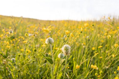 çayır çiçekleri, parlak yaz, sarı ve yeşil renkler, güzel çiçekler, güneşli gün, parlak güneş parlar