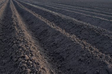 Arazi alanında, sürülmüş, dikim için hazır yatak