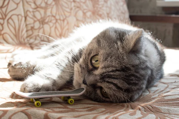 kedi dikkatle bakıyor, güzel gözler, sabah güneşi, kedi güneşin tadını çıkarıyor