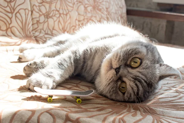 kedi bir oyuncak, görünüyor, güzel kedi gözleri oynar