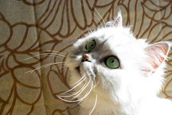 kedi dikkatle bakıyor, güzel gözler, sabah güneşi, kedi güneşin tadını çıkarıyor