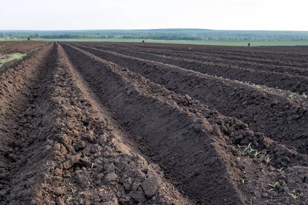 Arazi alanında, sürülmüş, dikim için hazır yatak