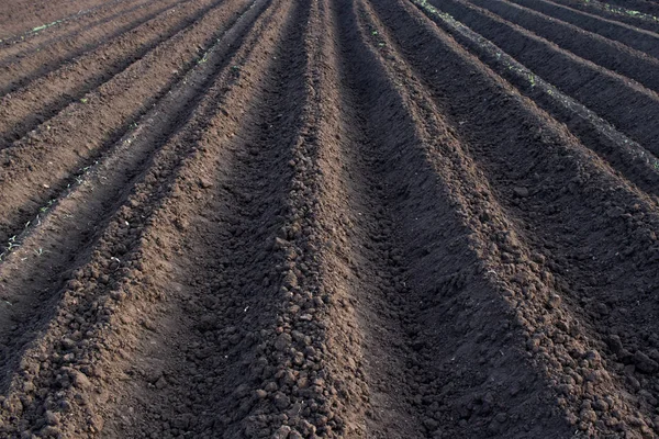 Arazi alanında, sürülmüş, dikim için hazır yatak