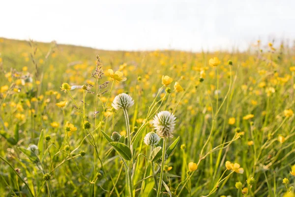 çayır çiçekleri, parlak yaz, sarı ve yeşil renkler, güzel çiçekler, güneşli gün, parlak güneş parlar