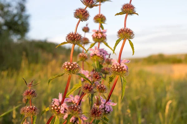 çayır çiçekleri, parlak yaz, sarı ve yeşil renkler, güzel çiçekler, güneşli gün, parlak güneş parlar