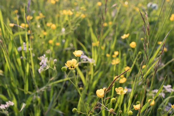 çayır çiçekleri, parlak yaz, sarı ve yeşil renkler, güzel çiçekler, güneşli gün, parlak güneş parlar