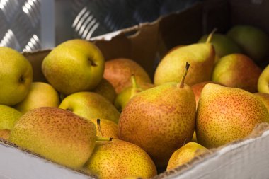 sarı-yeşil armut, bir kutu içinde taze meyve