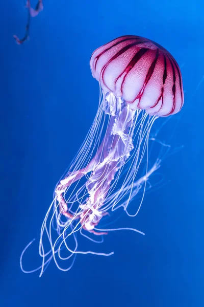 Pacific Mořská Kopřiva Chrysaora Melanaster Medúzy Jasně Růžové Tmavě Modré — Stock fotografie