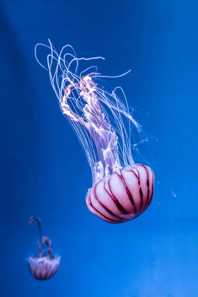 Тихоокеанская Крапива Chrysaora Melanaster Jellyfish Яркий Розовый Глубоком Синем Фоне — стоковое фото