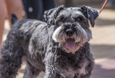 Minyatür bir Schnauzer. doğrudan kamera bakarak, güneşli bir yürüyüş için dışarı iken, yaz günü