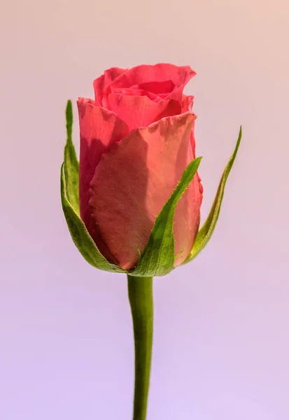 Одна Рожева Троянда Ізольована Приглушеному Рожевому Фоні — стокове фото