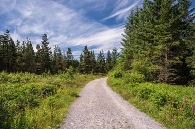 Brecon Beacons Ulusal Parkı 'ndaki yol ağaçların arasından geçiyor.