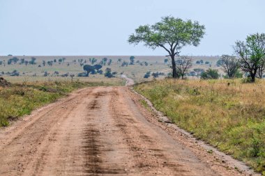 Serengeti, Afrika boyunca uzanan sonsuz toprak yol savananın ufkunda kayboluyor.