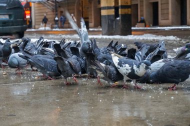 Sokak güvercinleri kış aylarında Chicago sokak kaldırımında ekmek kırıntıları etrafında toplandı.