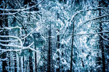 Kış havalarda dalları, çıplak ağaçlar ve dökmeyen ağaçlar ile yüksek kontrast, koyu ve parlak karlı orman.
