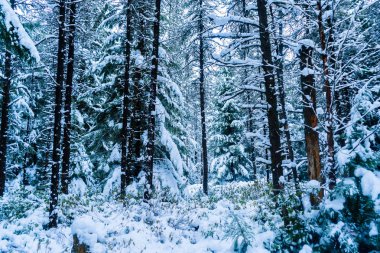 Kar fırtınasının ardından karla kaplı uzun orman ağaçları, kar yağışı ile birlikte bir orman zeminini kapladı. Karanlık ağaç gövdeleri, gerçeküstü bir kış harikalar manzarası.