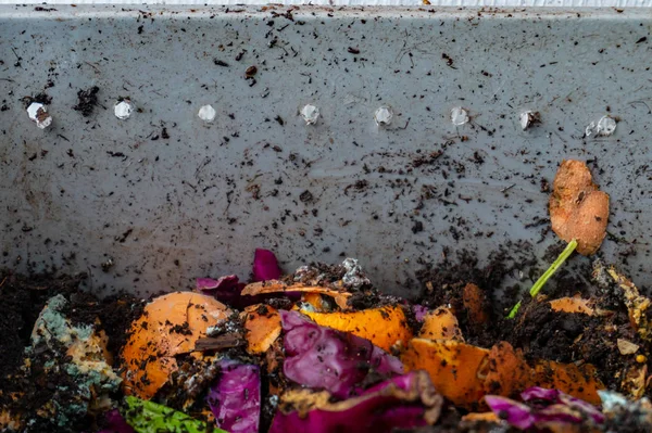 Compostagem vermicultura verme com restos de comida podre para hobby jardinagem, fazendo fertilizante natural para plantas — Fotografia de Stock