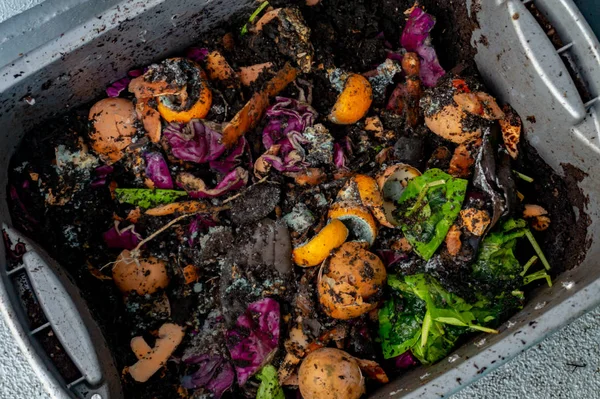 Σκουληκάκι και λίπασμα με σαπισμένα αποφάγια για χόμπι κηπουρικής, καθιστώντας το φυσικό λίπασμα για τα φυτά — Φωτογραφία Αρχείου