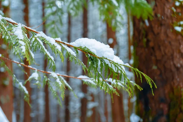 Stálezelený strom v popředí s načechraný sníh v zasněženém lese se stromy v pozadí. — Stock fotografie