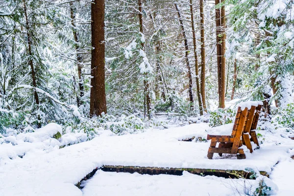 Bench in a snowy forest, on a raised hiking trail, after a snowstorm in Vancouver (Delta) BC, at Burns Bog. Evergreen tree trunk and raised platform with bench.