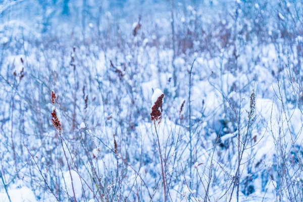 Red reeds and plants with blue hue background in a forest low-land bog area, covered in snow after snowfall. Depicting wintertime. Background graphic, colourful snow scenery. — Stock Photo, Image