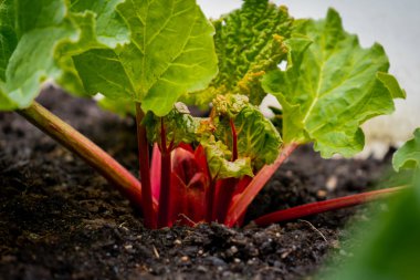 Parlak kırmızı ravent gün ışığında büyüyen, bir bahçede, bir rhubarb taç. Rhubarb sapları büyük yaprakları ile gösteren, oksalik asit içeren.