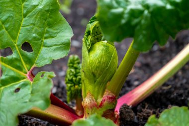 Erken bahar rhubarb taç büyüyen kırmızı rhubarb sapları. Yakın çekim, rhubarb makro fotoğraf. Yeşil yapraklar ve saplar gösteriliyor.