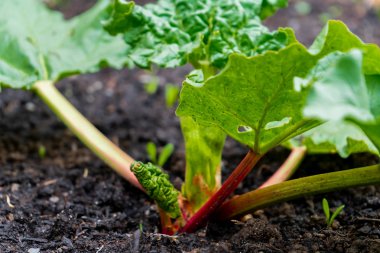Erken ilkbahar kırmızı rhubarb sapları bir rhubarb taç dışarı büyüyen. Zehirli yapraklar yapmak, oksalik asit ile yenilebilir, çok yıllık sebze tasvir.