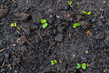 Turp fidesi (sürgünler) gerçek bir bahçede karanlık kompost topraktan büyüyen, erken ilkbaharda. Parlak yeşil yaprakları ve bazı kırmızı sapları gösterir. Kırmızı turp, brassica cruciferous kök sebze ailesinden.