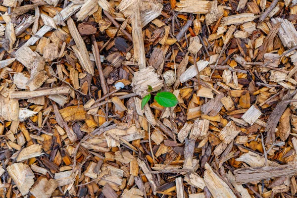 Resilient vine weed coming out of weed control mulch made of wood chips ground cover.