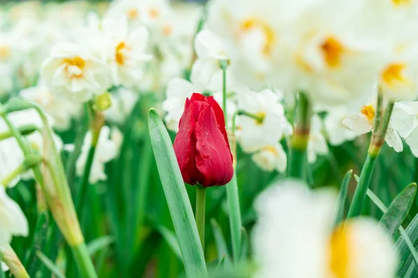 Red french tulip growing among white daffodils in a flower field, seen at a tulip festival. Green stems showing. Romantic red colour on the tulip. May be a triumph tulip. — Stock Image Red french tulip growing among white daffodils in a flower field, seen at a tulip festival. Green stems showing. Romantic red colour on the tulip. May be a triumph tulip. Royalty Free Stock Photos