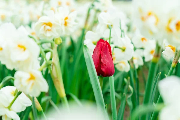 Red french tulip growing among white daffodils in a flower field, seen at a tulip festival. Green stems showing. Romantic red colour on the tulip. May be a triumph tulip. — Stock Image Red french tulip growing among white daffodils in a flower field, seen at a tulip festival. Green stems showing. Romantic red colour on the tulip. May be a triumph tulip. Royalty Free Stock Images