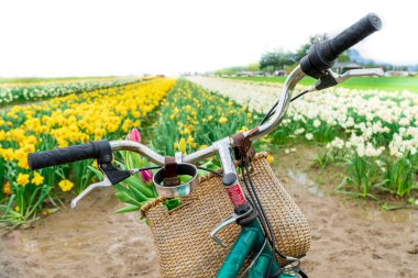 Hollanda bisiklet (fiets) gidon çiçek bir bisiklet sepeti ile, bir lale tarlasına ileri bakan. Bahar manzarası ve konsepti. Turistik Hollanda kültür fotoğrafı.