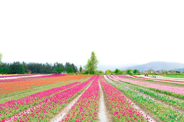 Flower farm with a field of tulips, open as a tourist attraction. Depicts agriculture tourism and Dutch culture. Daylight, but not sunny - even light. — Stock Photo, Image